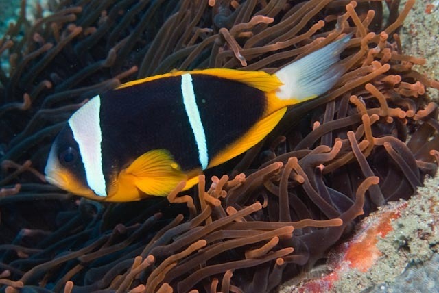 Allard's Clownfish reference