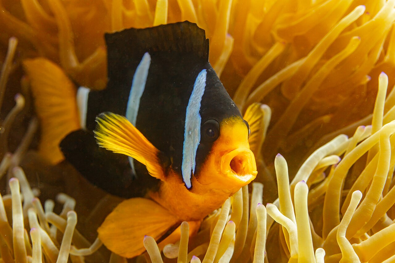 Clark's Anemonefish reference