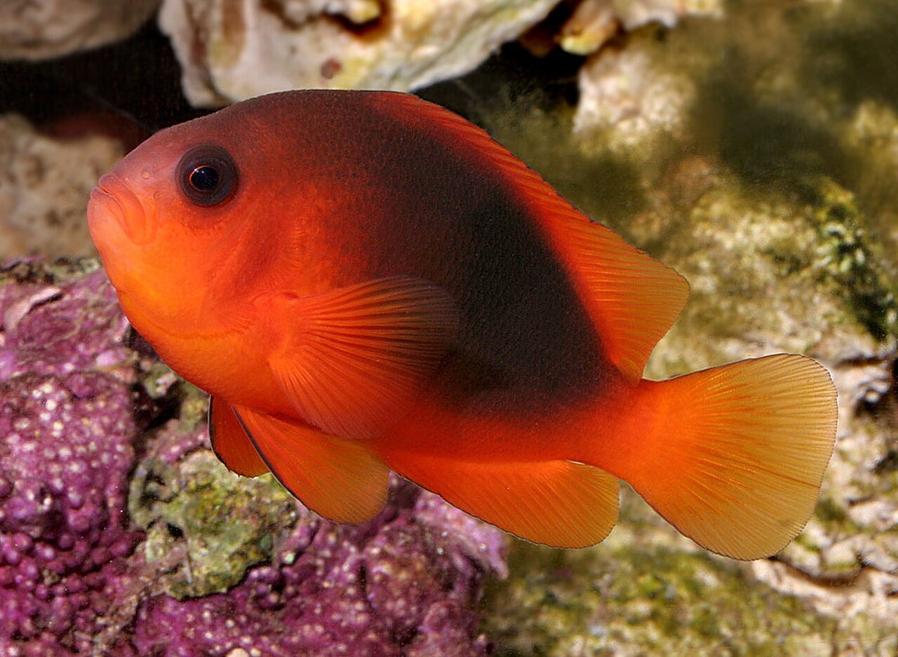 Red Saddleback Anemonefish reference