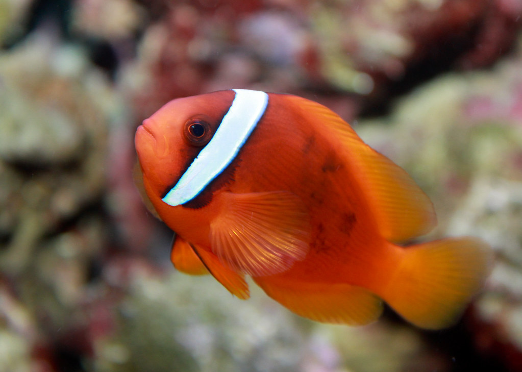 Tomato Clownfish reference