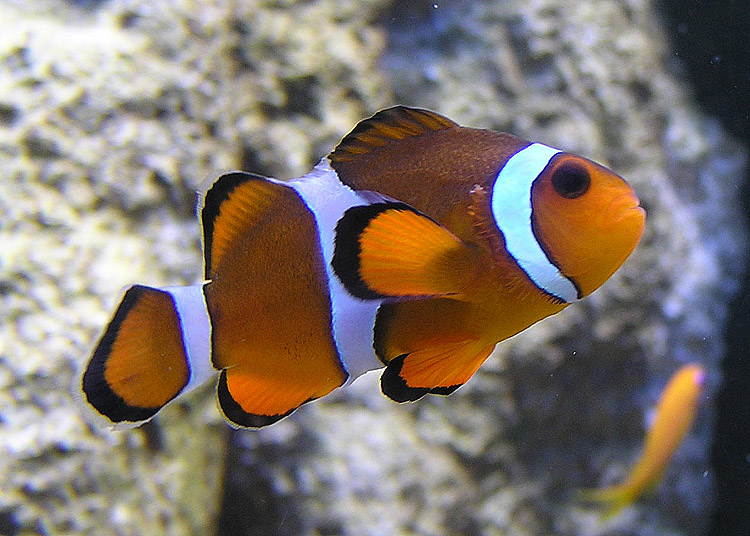 Orange Clownfish reference