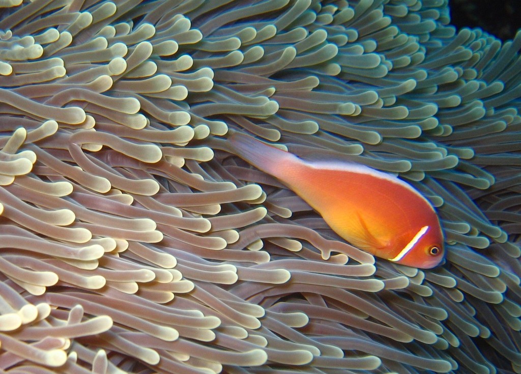 Pink Skunk Clownfish reference