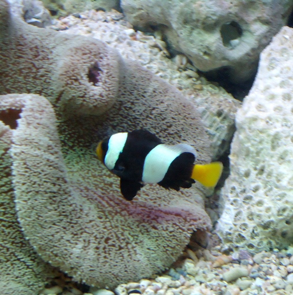 Sebae Clownfish reference