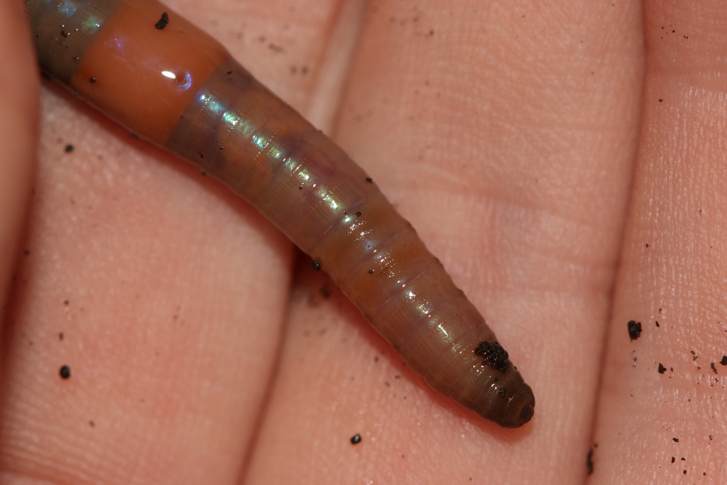 Asian Jumping Worm reference