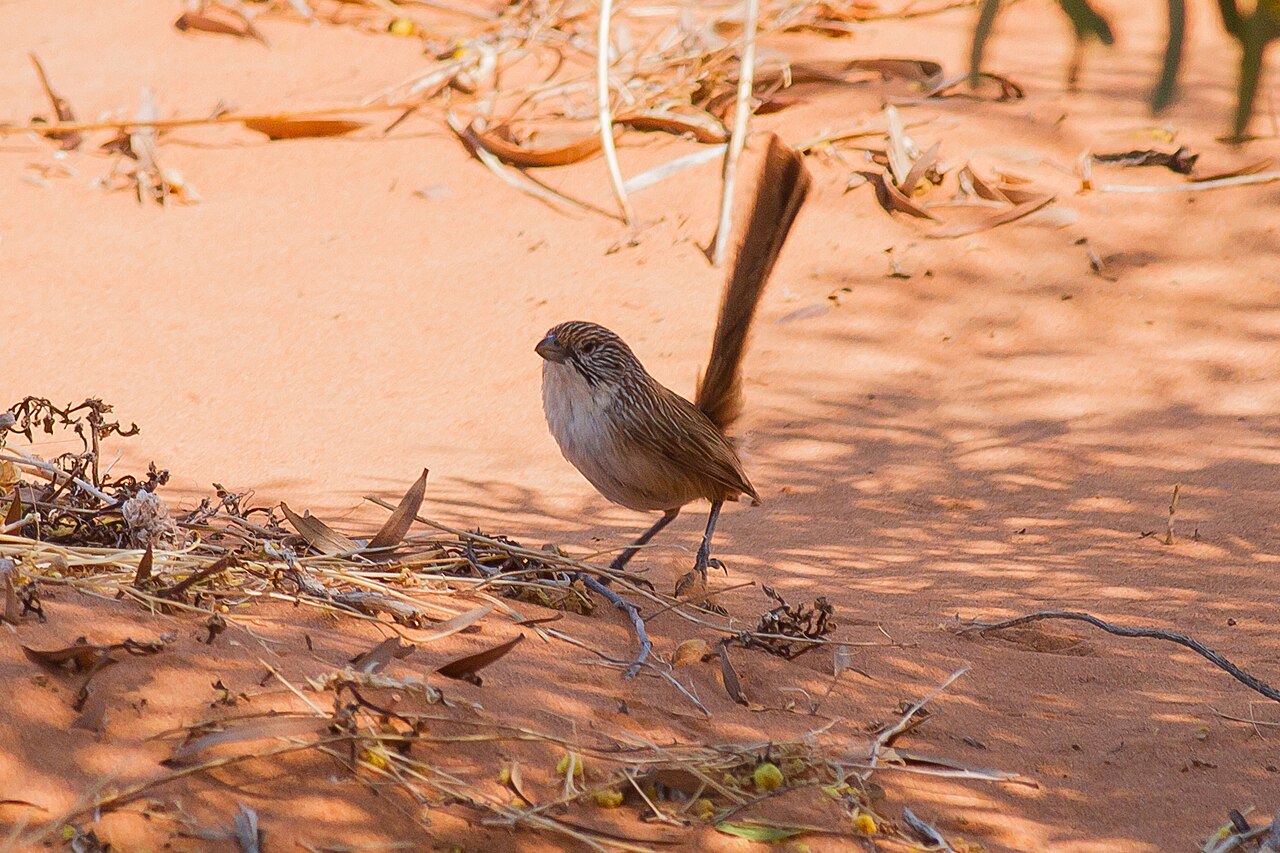 Eyrean Grasswren reference
