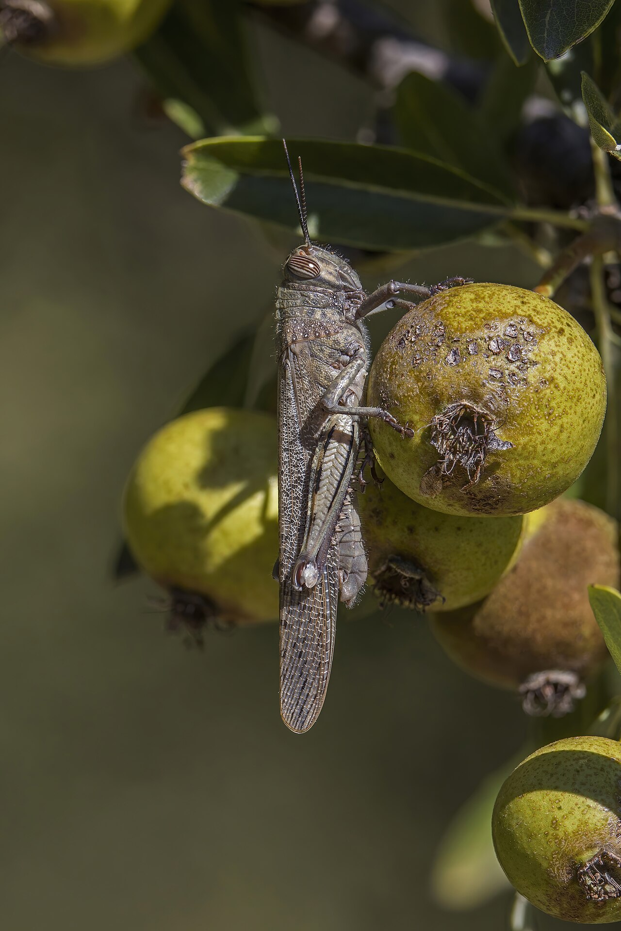 Egyptian Bird Grasshopper reference