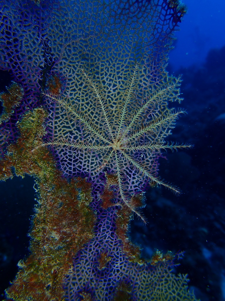 Swimming Crinoid reference