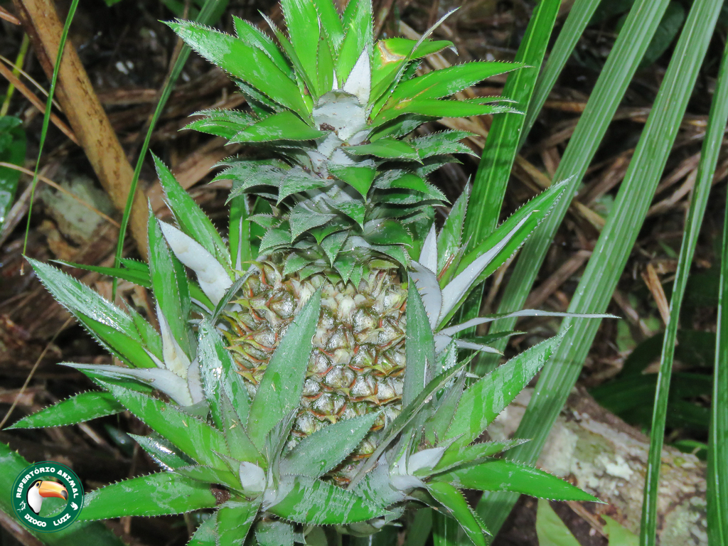 pineapple reference