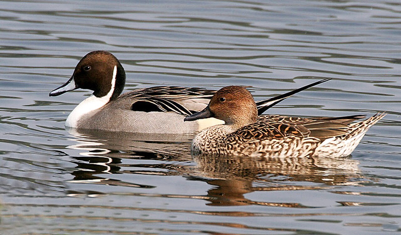Northern Pintail reference