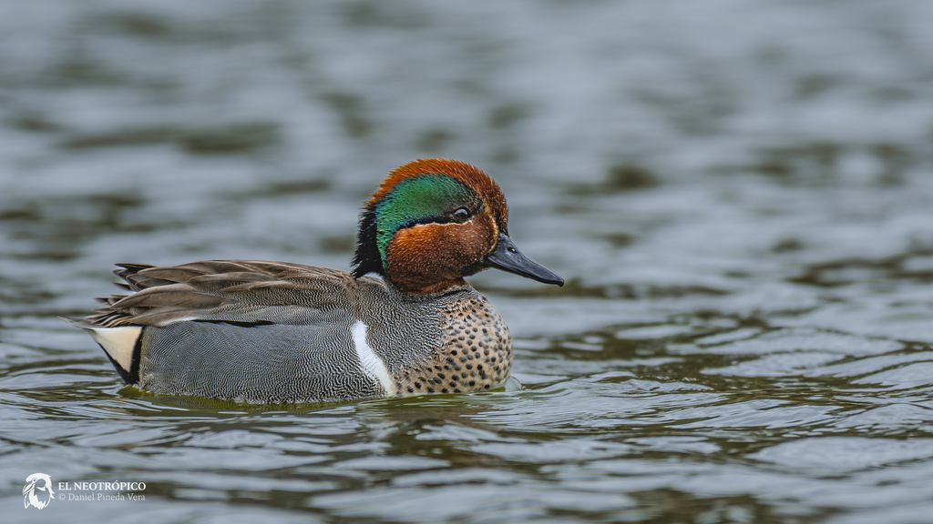 Green-winged Teal reference