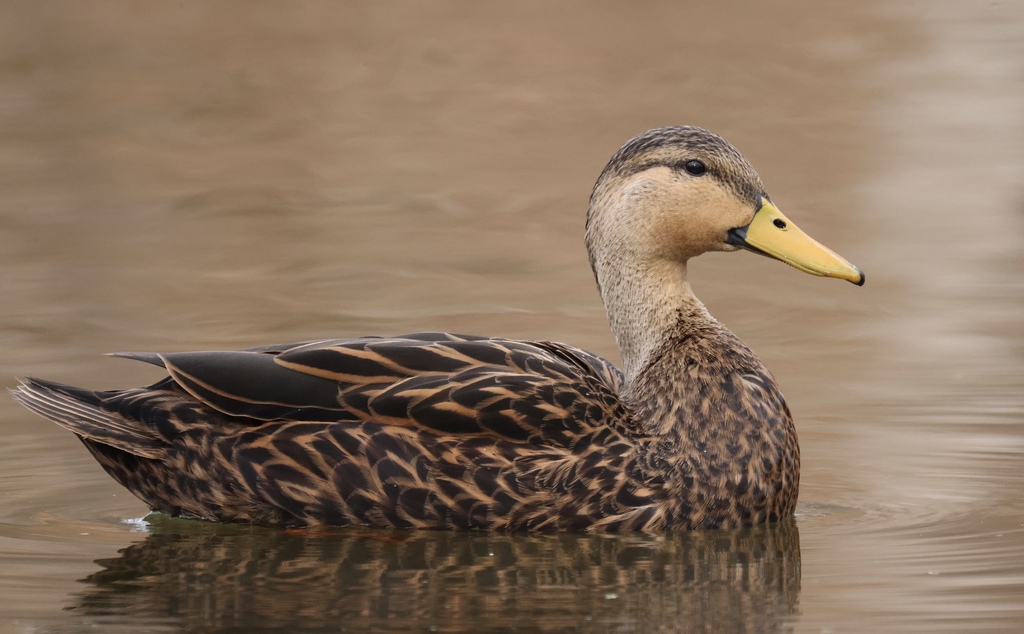 Mottled Duck reference