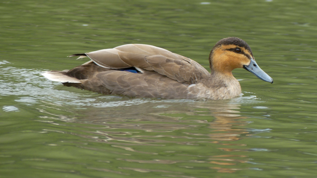 Philippine Duck reference