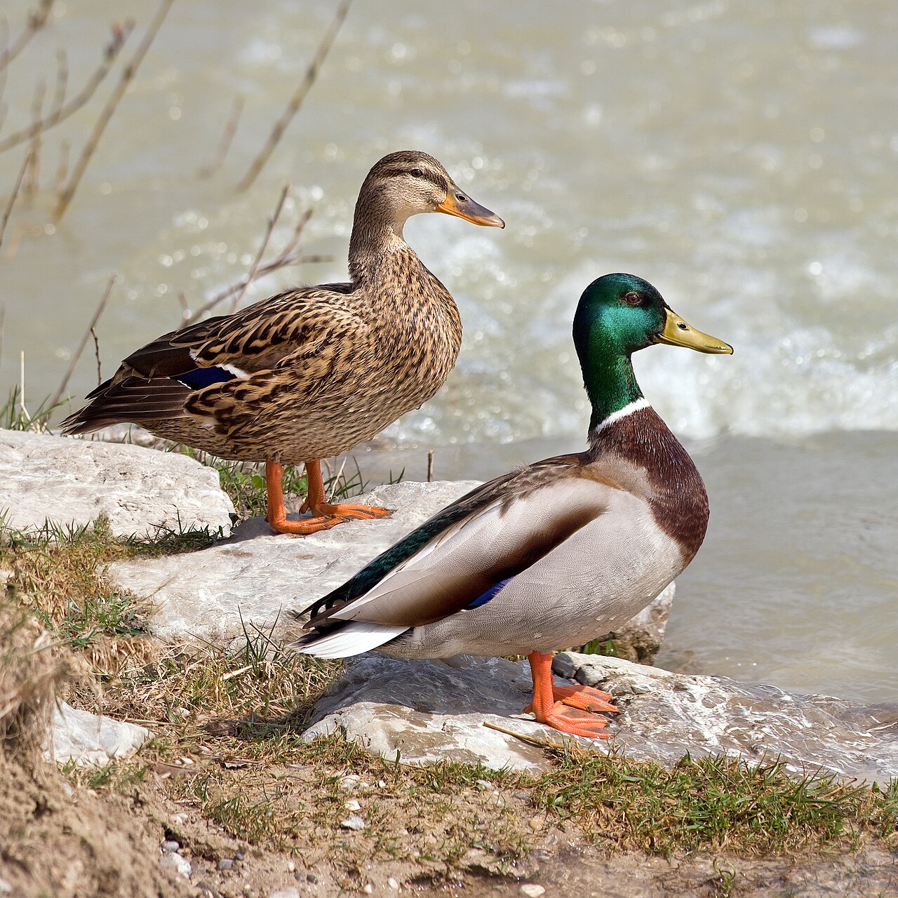 Mallard reference