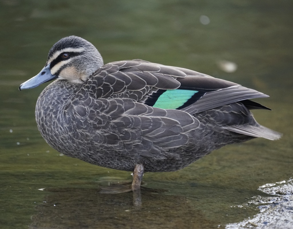 Pacific Black Duck reference