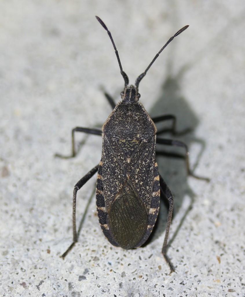 Squash Bug reference