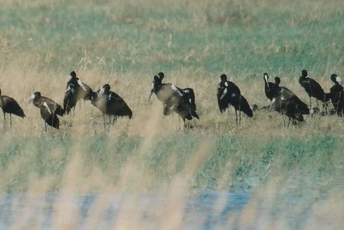 African Openbill reference
