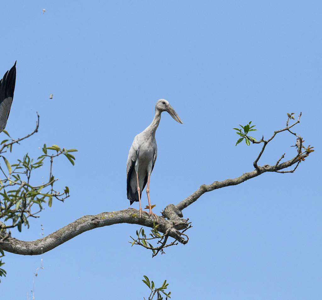 Asian Openbill reference