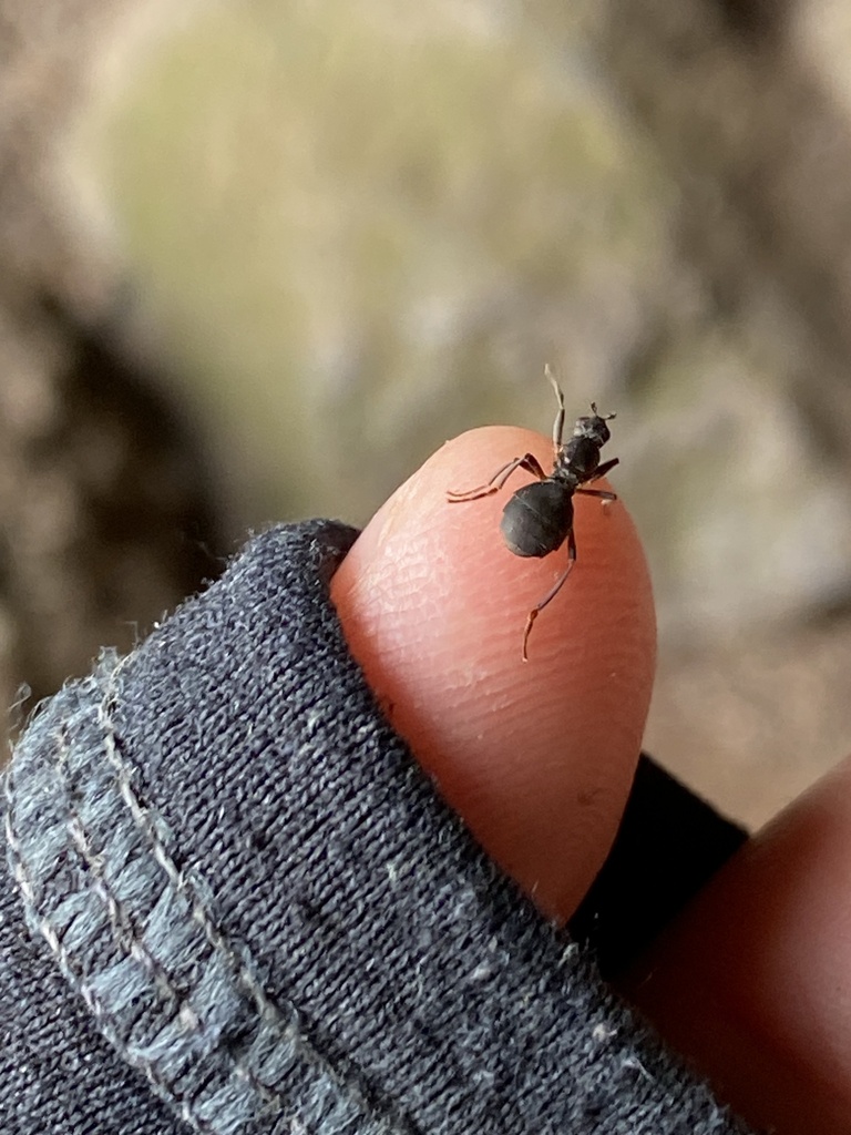 Subantarctic Wingless Fly reference