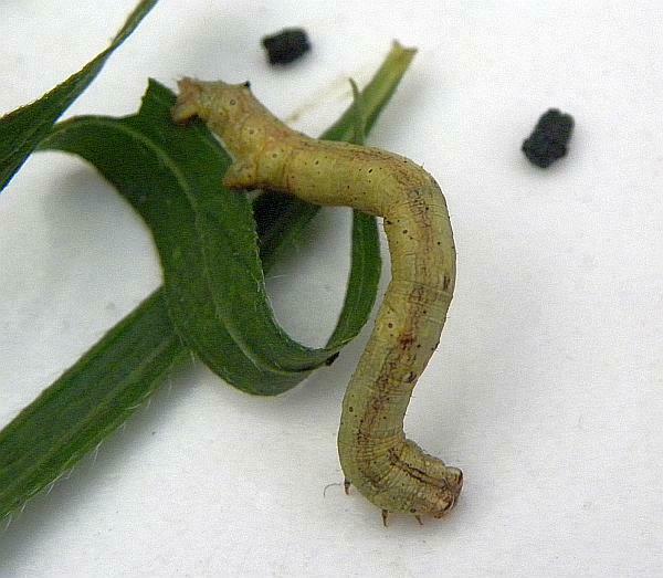North American Common Gray reference