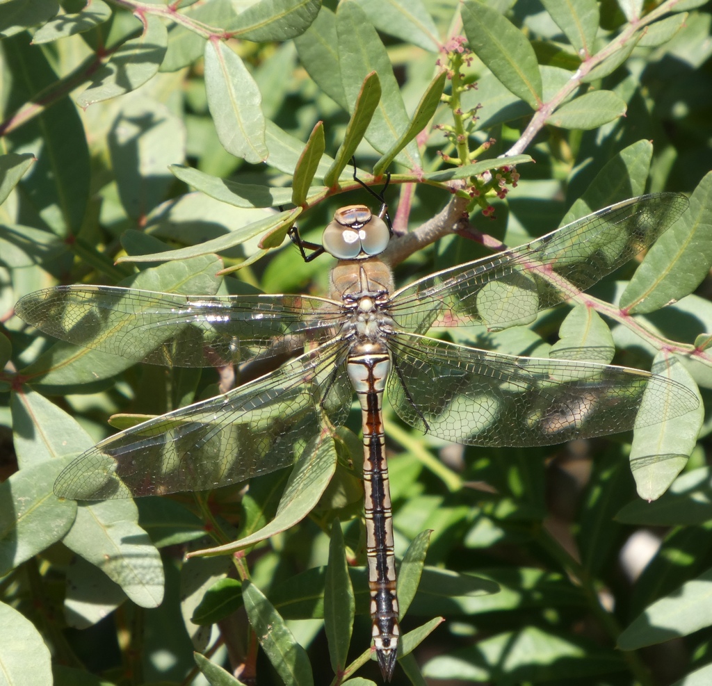 Lesser Emperor Dragonfly reference