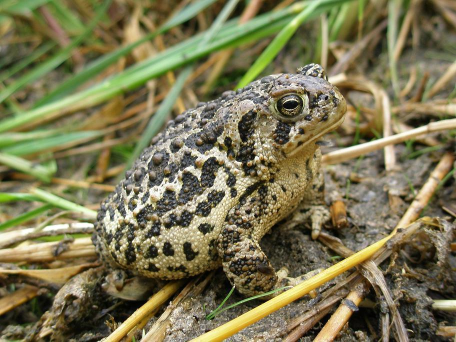 Wyoming Toad reference