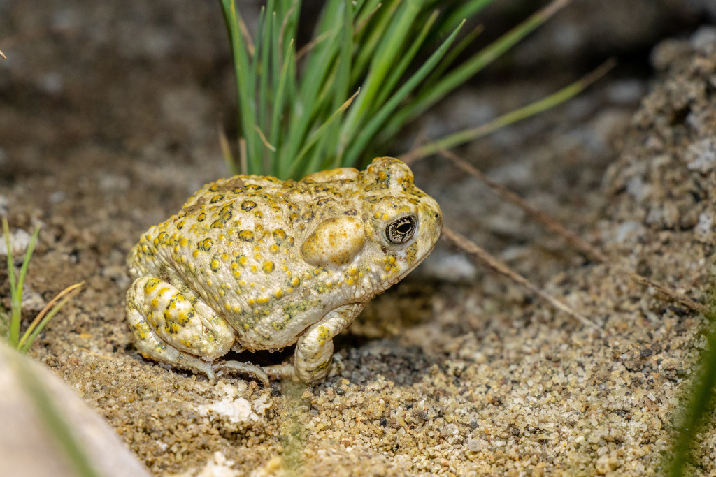 Arroyo Toad reference