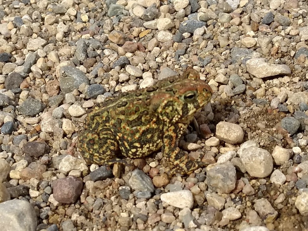 Canadian Toad reference
