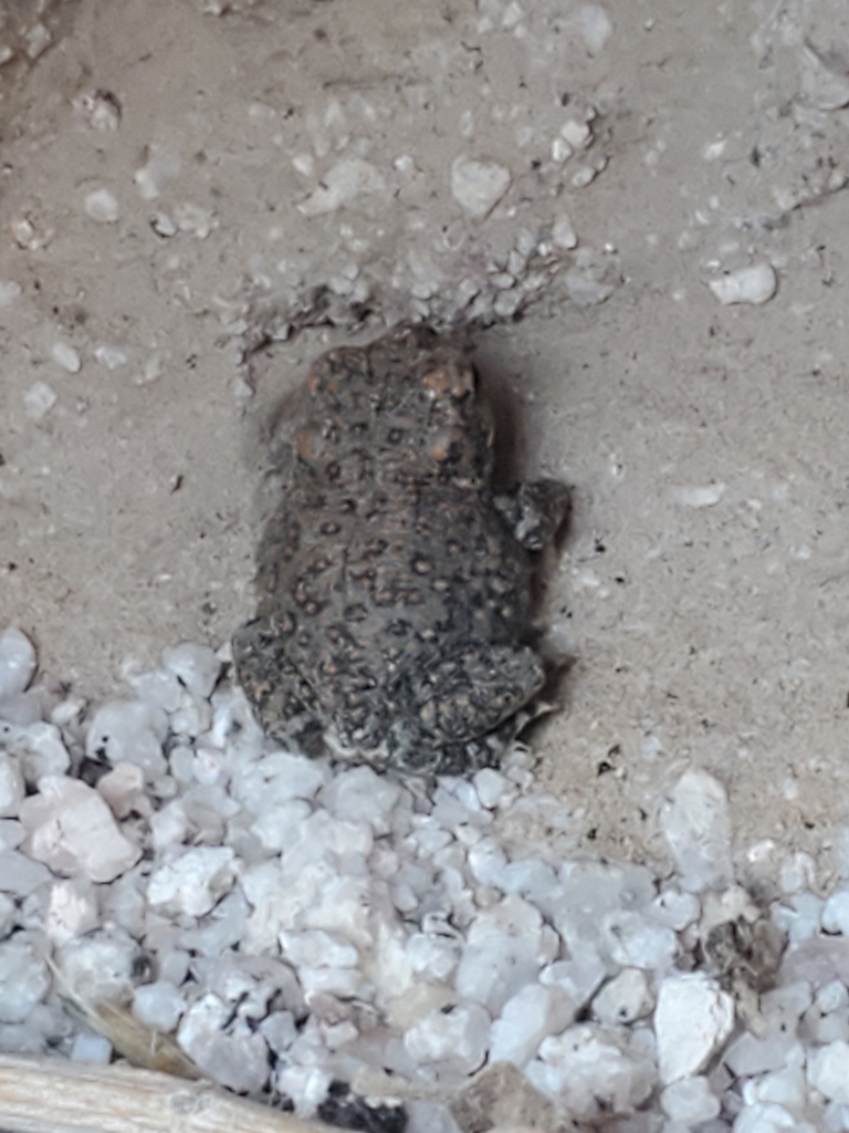Red-spotted Toad reference