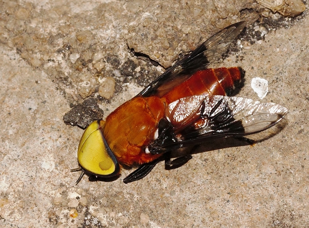 African Horsefly reference