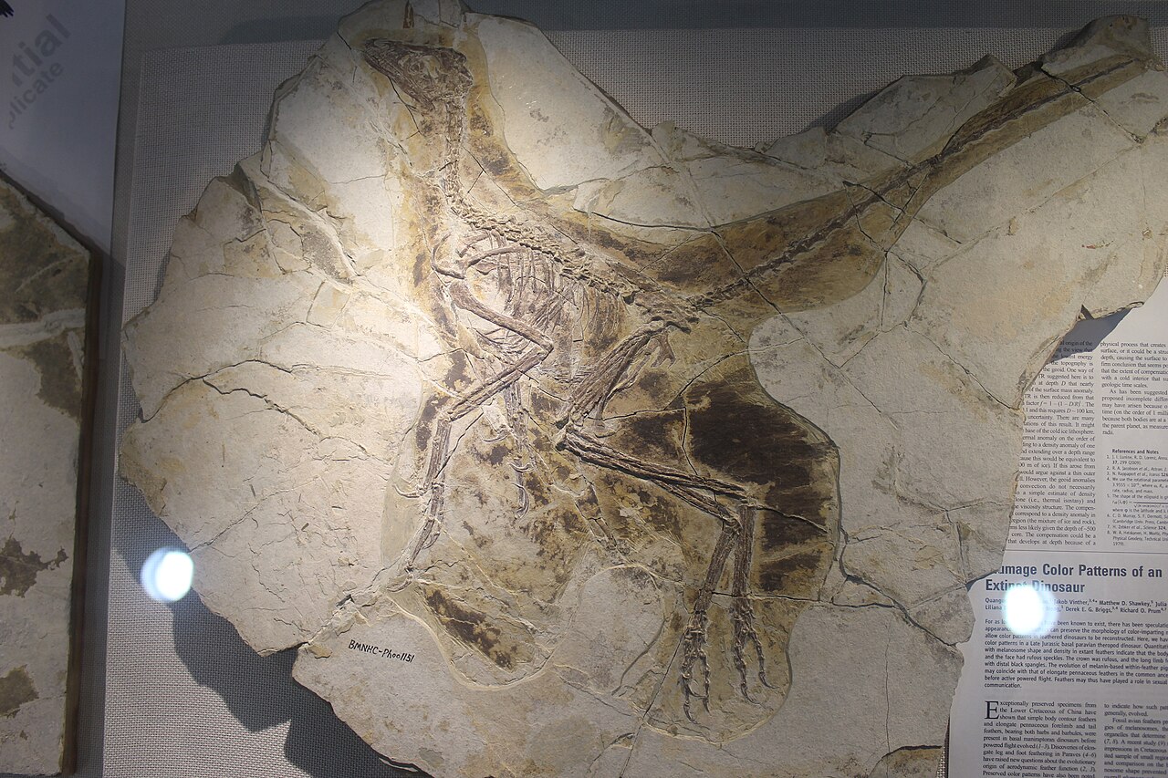 Anchiornis huxleyi reference