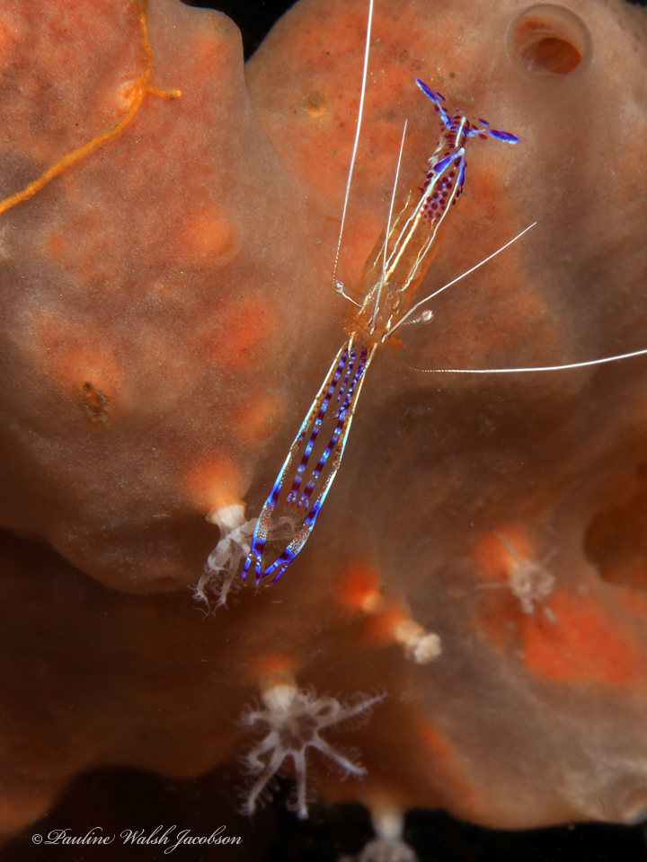 Pederson Cleaner Shrimp reference
