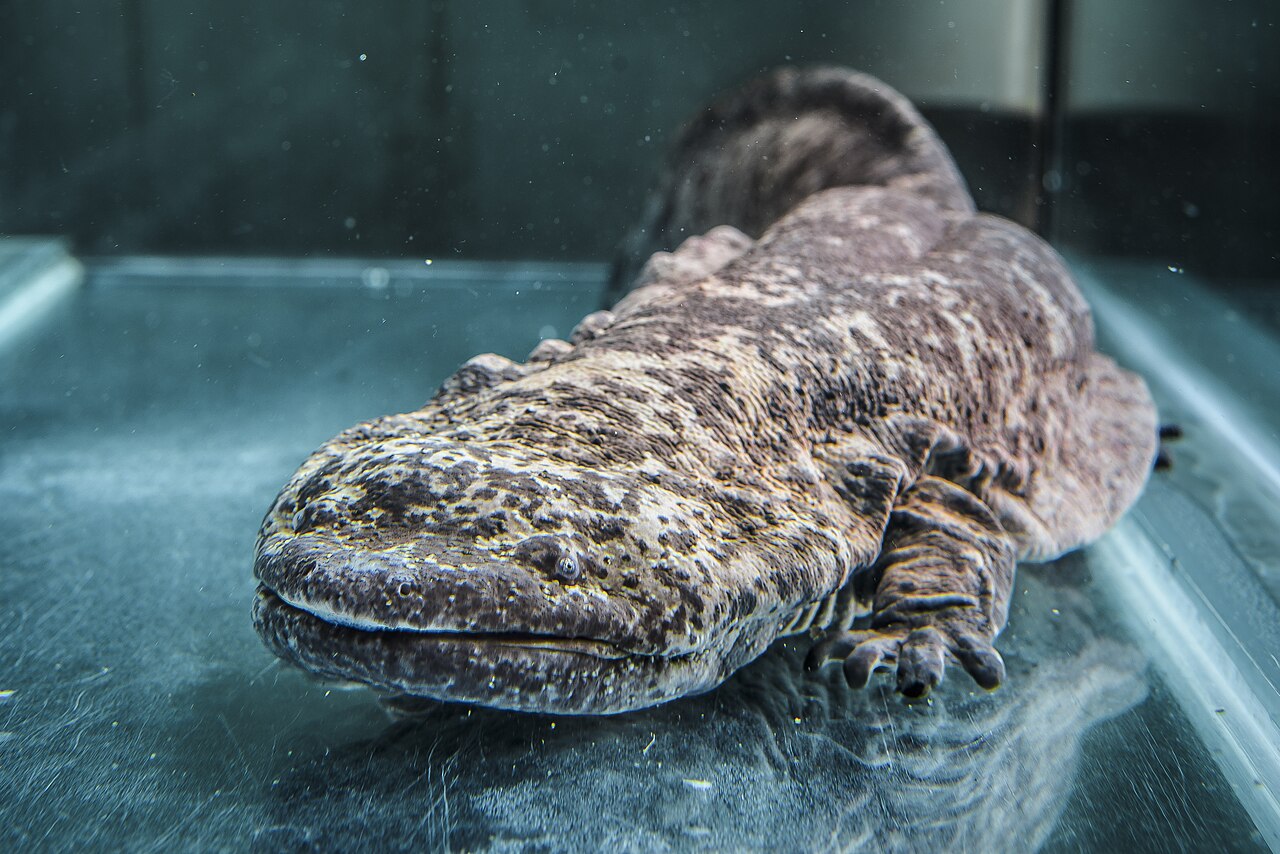 Chinese Giant Salamander reference