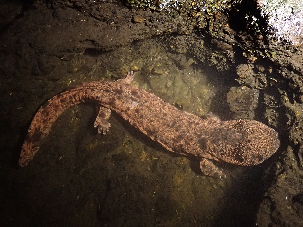 Japanese Giant Salamander reference