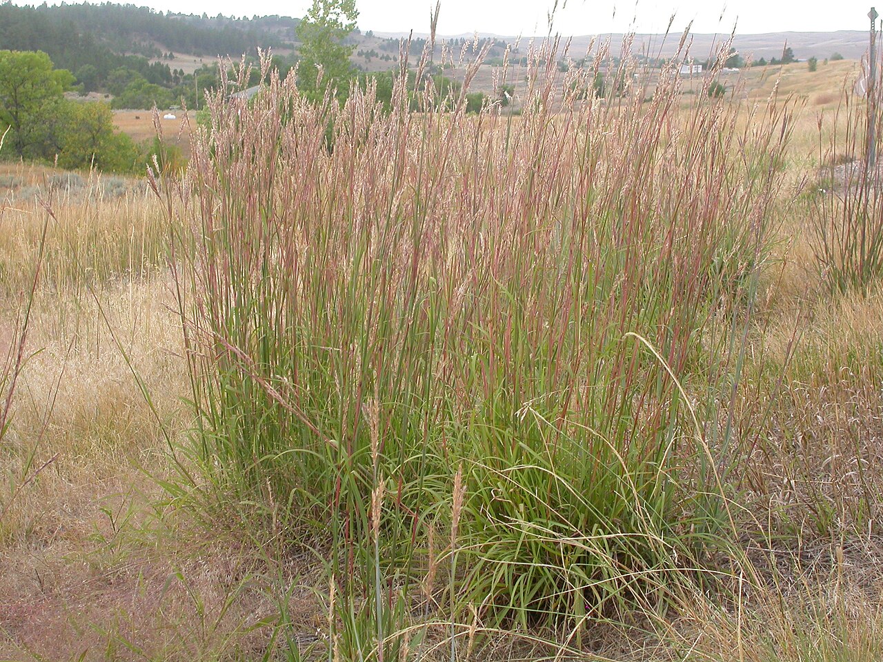 Big Bluestem reference