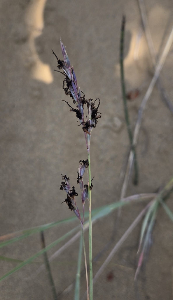 Sand Bluestem reference