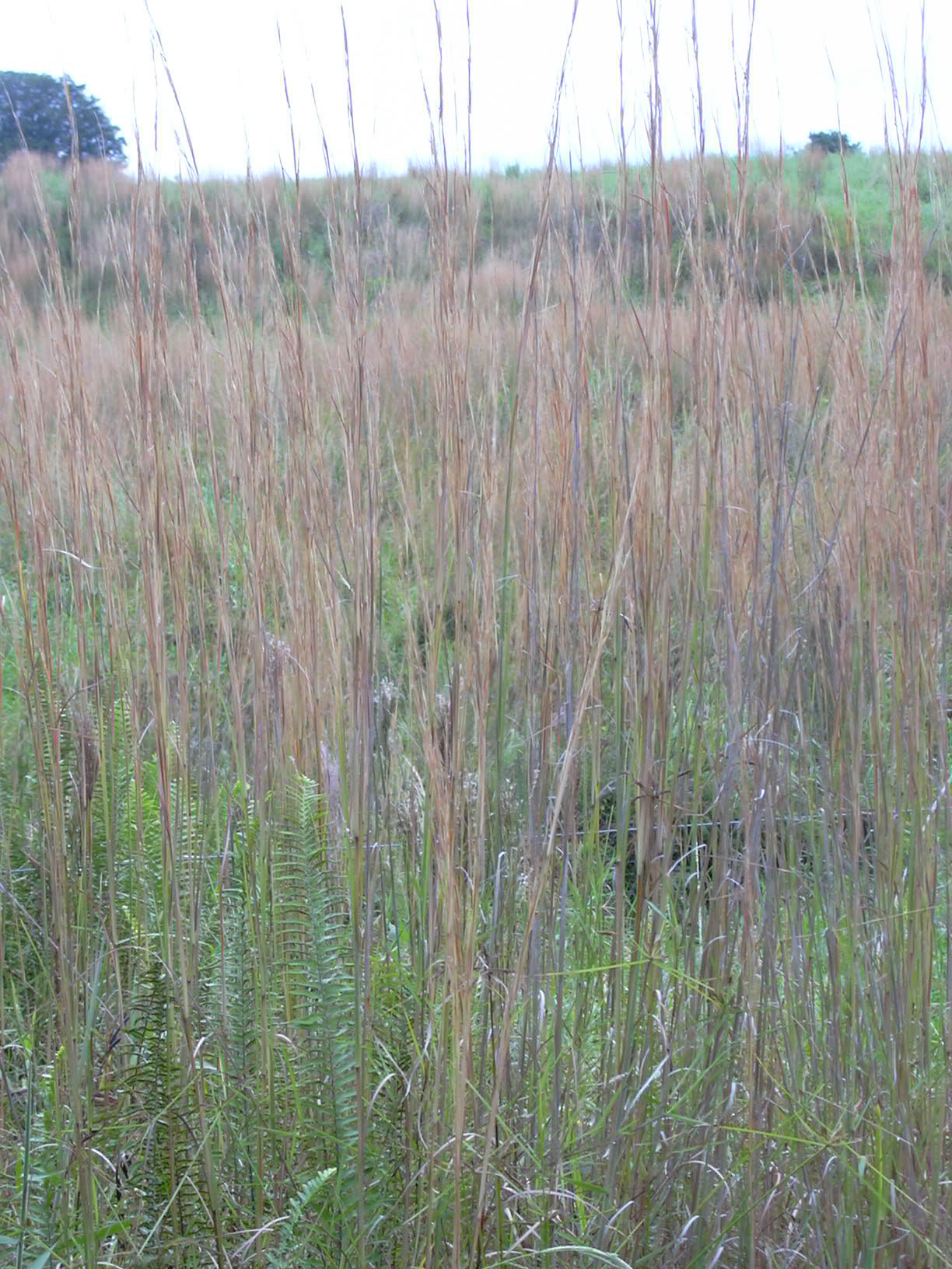 Andropogon virginicus reference