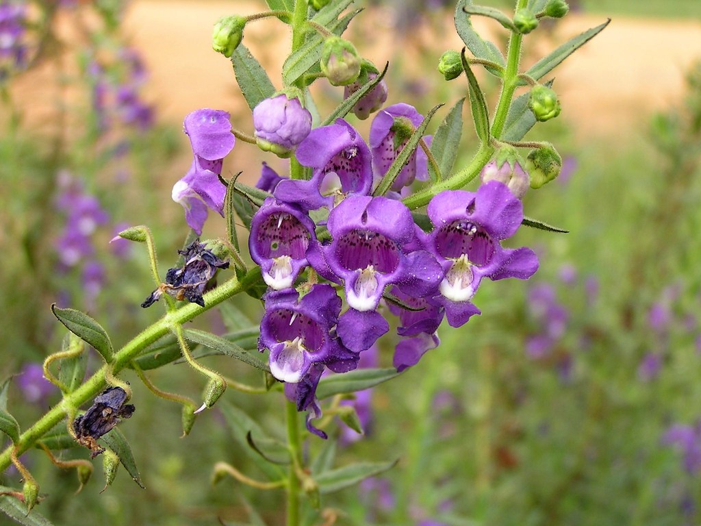 summer snapdragon reference