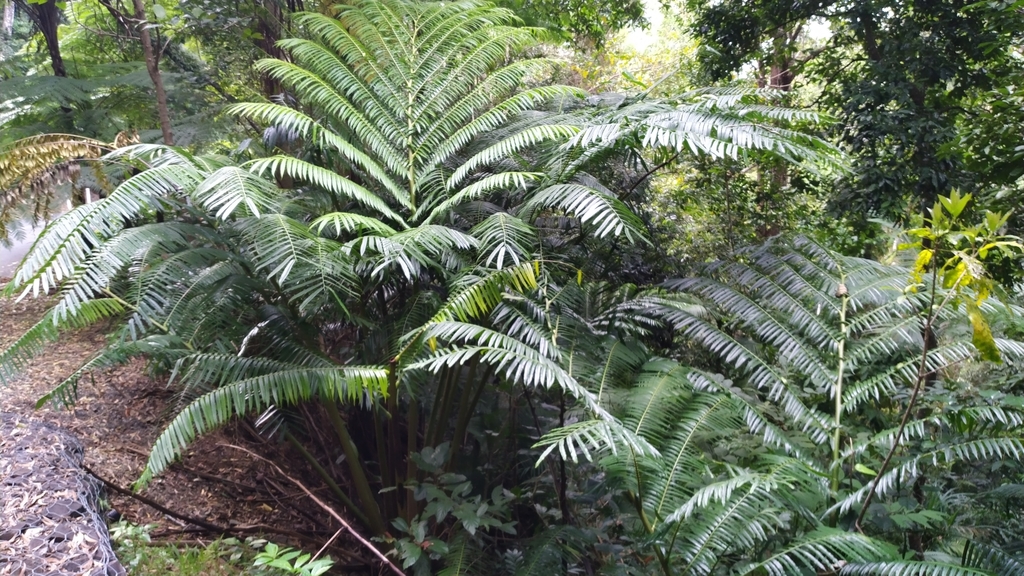 Elephant Fern reference