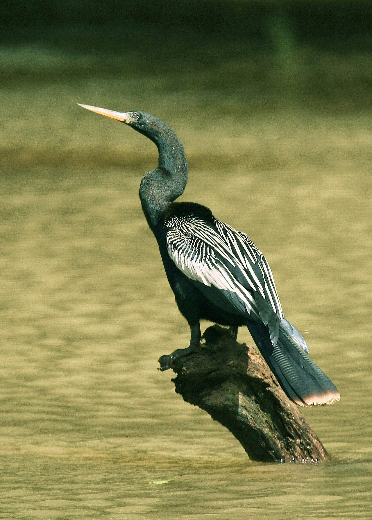 Anhinga reference