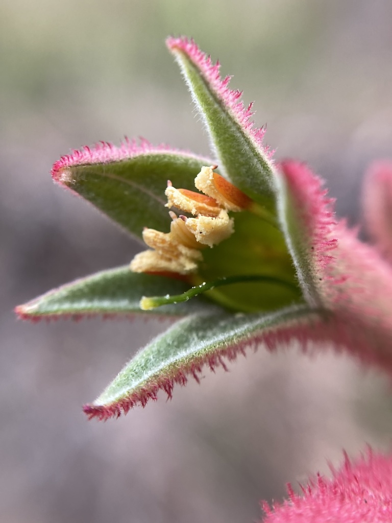 Tall Kangaroo Paw reference