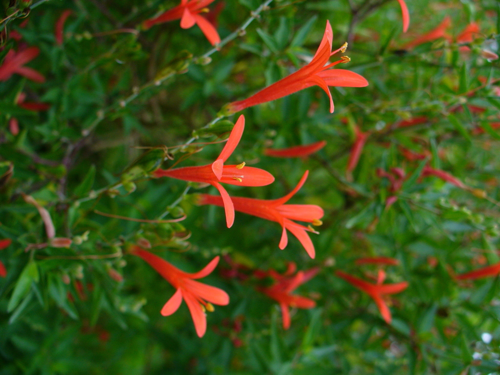 Flame acanthus reference