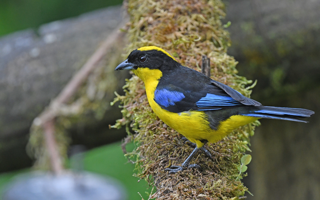 Blue-winged Mountain-Tanager reference