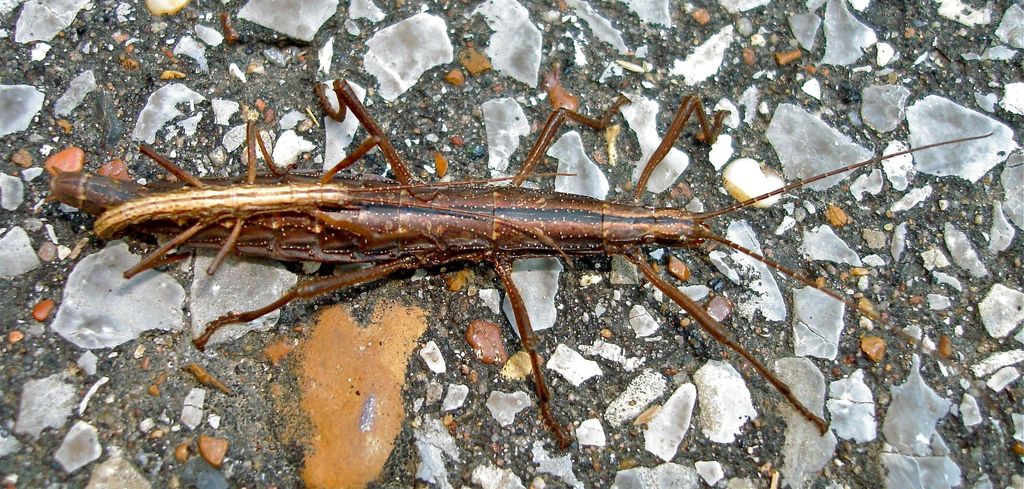 Northern Two-striped Walkingstick reference
