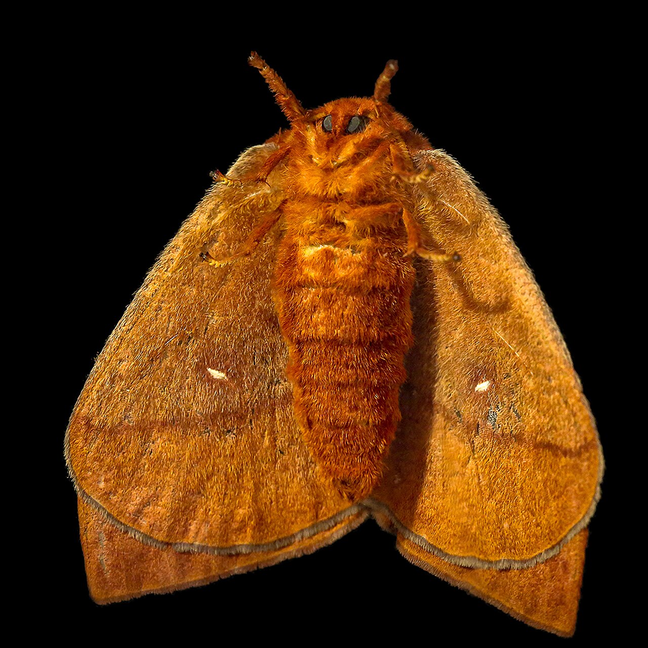 Florida Oakworm Moth reference