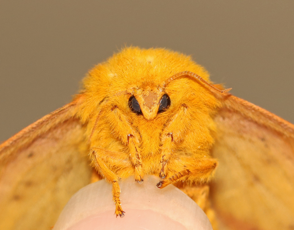 Orange-tipped Oakworm Moth reference