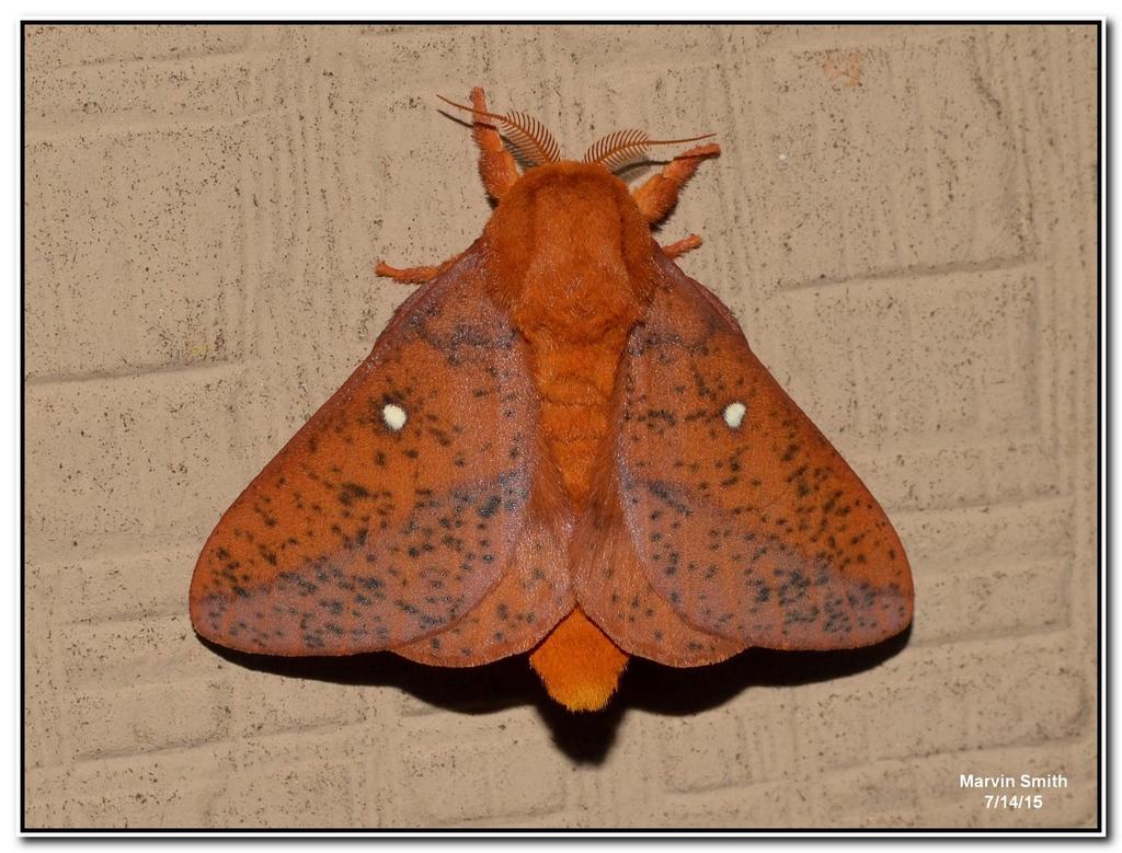 Spiny Oakworm Moth reference