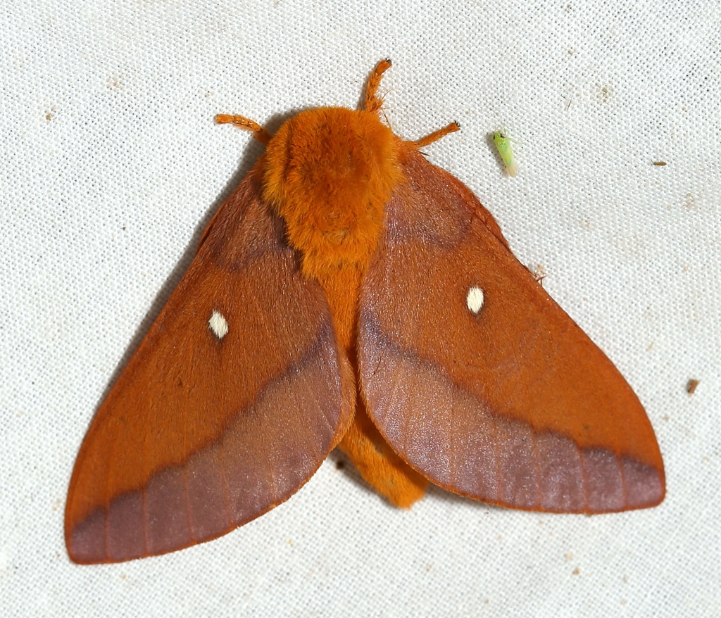Pink-striped Oakworm Moth reference