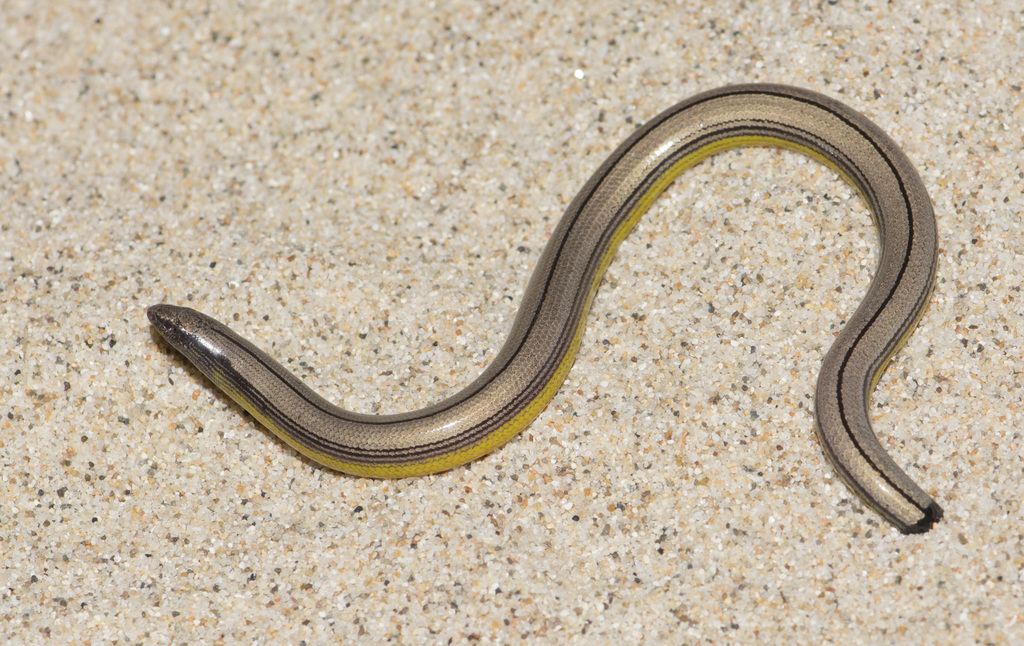Northern Legless Lizard reference