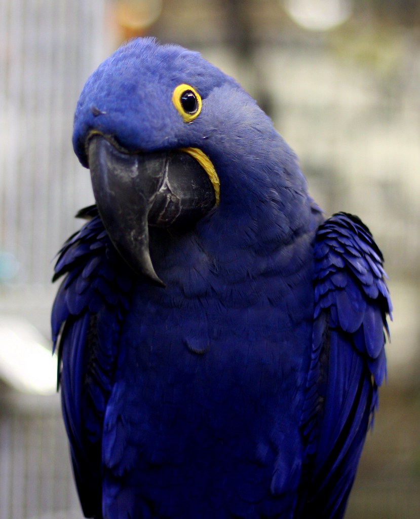 Hyacinth Macaw reference