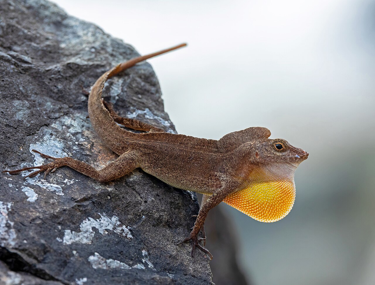 Puerto Rican Crested Anole reference